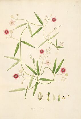 Plants of the coast of Coromandel Pl.011