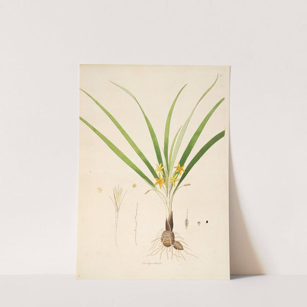 Plants of the coast of Coromandel Pl.013 by William Roxburgh