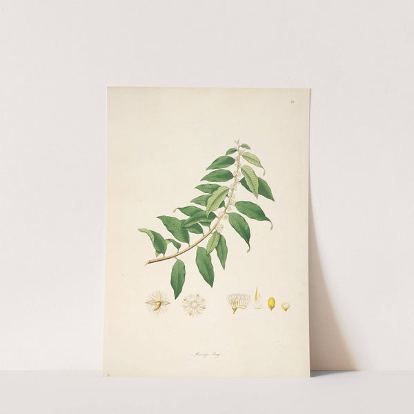 Plants of the coast of Coromandel Pl.014 by William Roxburgh