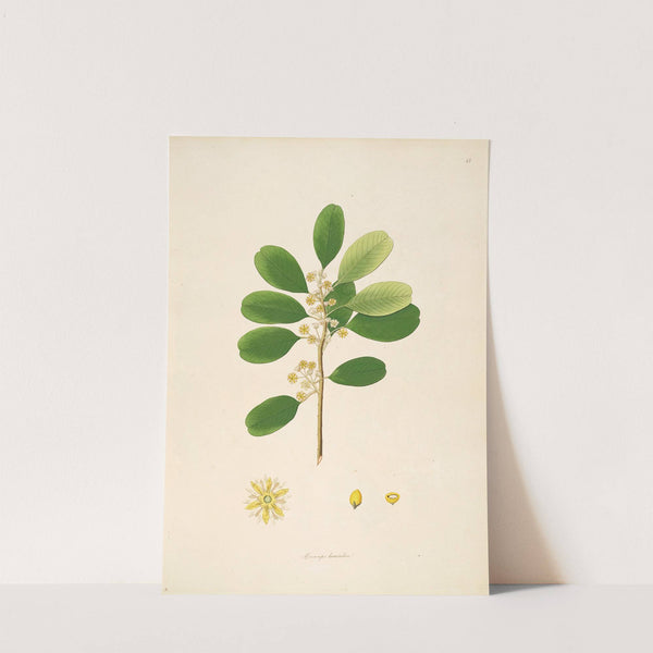 Plants of the coast of Coromandel Pl.015 by William Roxburgh