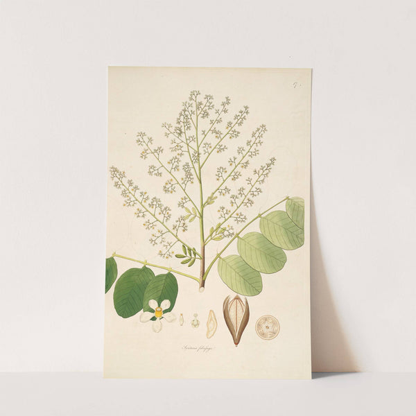 Plants of the coast of Coromandel Pl.017 by William Roxburgh