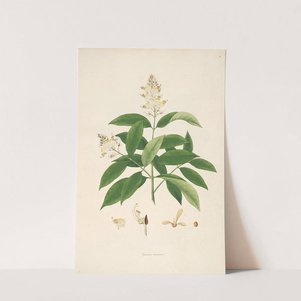 Plants of the coast of Coromandel Pl.018 by William Roxburgh