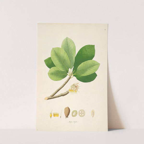 Plants of the coast of Coromandel Pl.019 by William Roxburgh