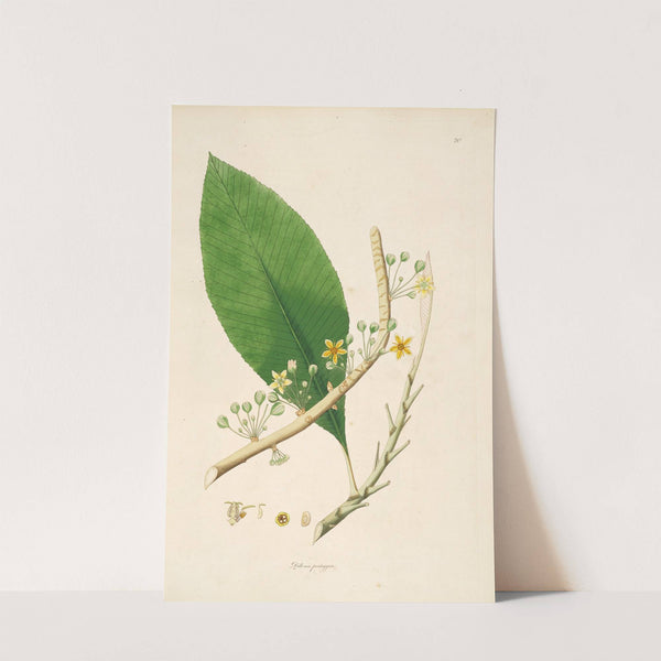 Plants of the coast of Coromandel Pl.020 by William Roxburgh