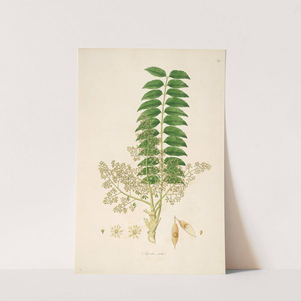 Plants of the coast of Coromandel Pl.023 by William Roxburgh