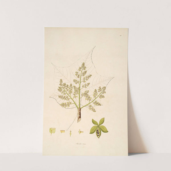 Plants of the coast of Coromandel Pl.024 by William Roxburgh