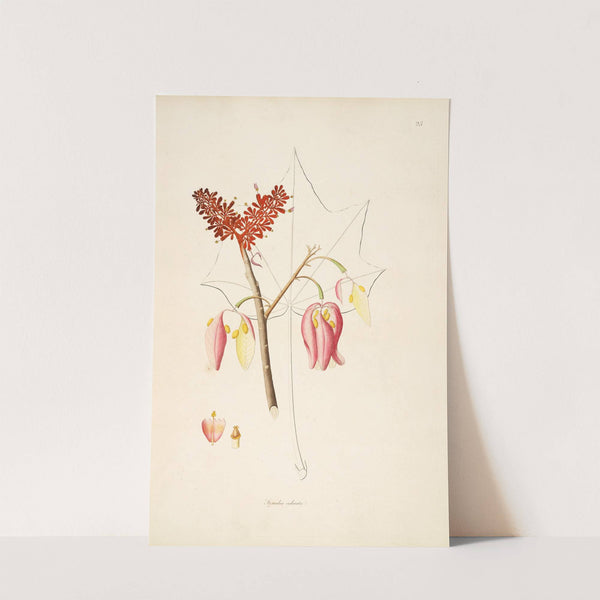 Plants of the coast of Coromandel Pl.025 by William Roxburgh