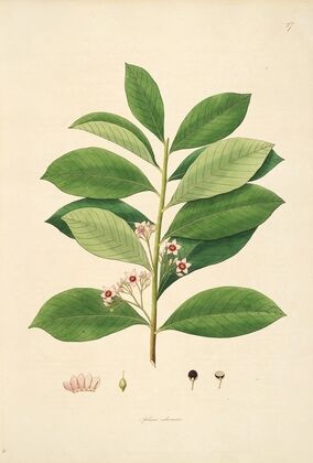 Plants of the coast of Coromandel Pl.027