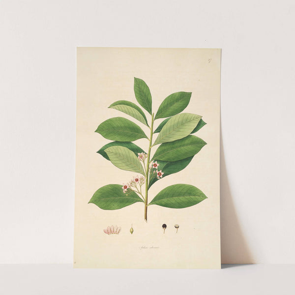 Plants of the coast of Coromandel Pl.027 by William Roxburgh