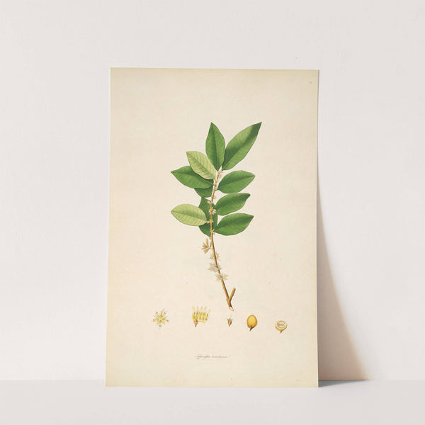 Plants of the coast of Coromandel Pl.028 by William Roxburgh