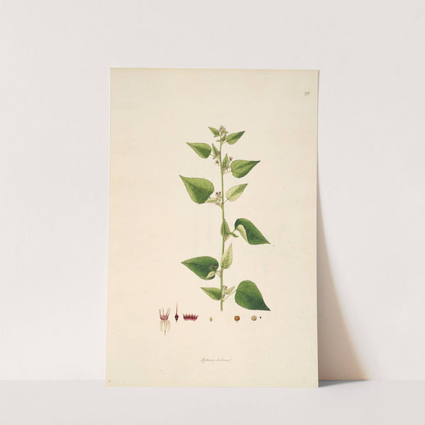 Plants of the coast of Coromandel Pl.029 by William Roxburgh