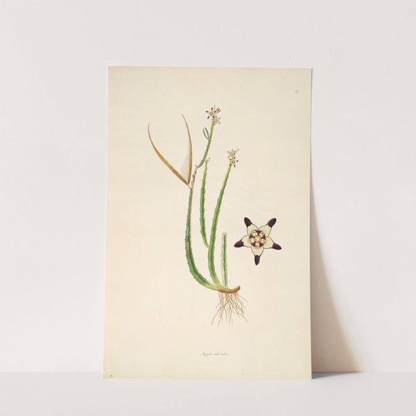 Plants of the coast of Coromandel Pl.030 by William Roxburgh