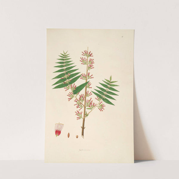 Plants of the coast of Coromandel Pl.031 by William Roxburgh