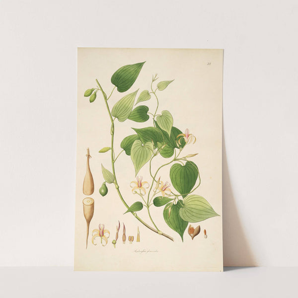 Plants of the coast of Coromandel Pl.032 by William Roxburgh