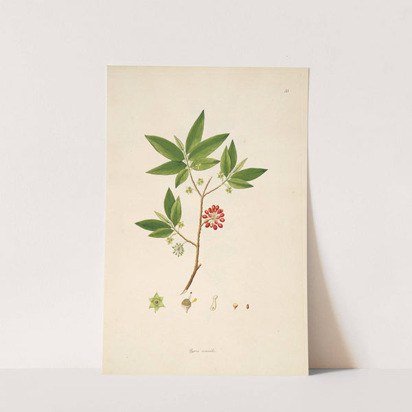 Plants of the coast of Coromandel Pl.033 by William Roxburgh