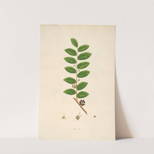 Plants of the coast of Coromandel Pl.034 by William Roxburgh