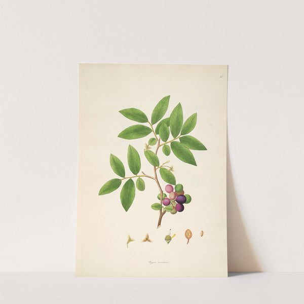 Plants of the coast of Coromandel Pl.035 by William Roxburgh