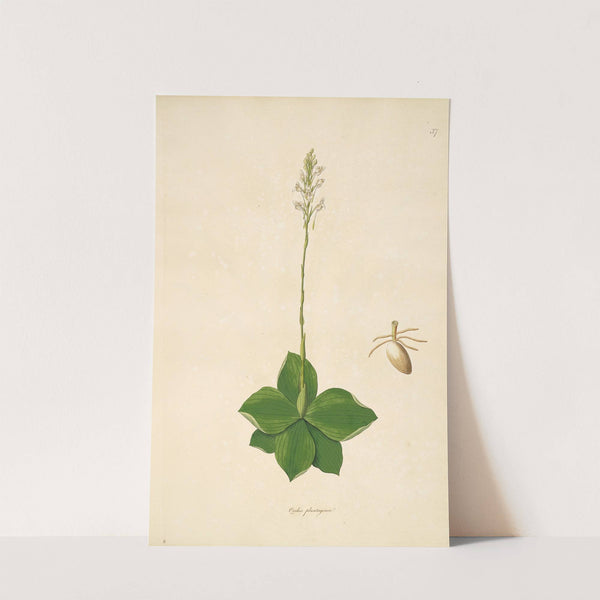 Plants of the coast of Coromandel Pl.037 by William Roxburgh