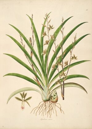 Plants of the coast of Coromandel Pl.038