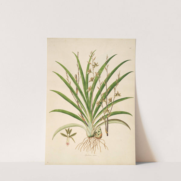 Plants of the coast of Coromandel Pl.038 by William Roxburgh