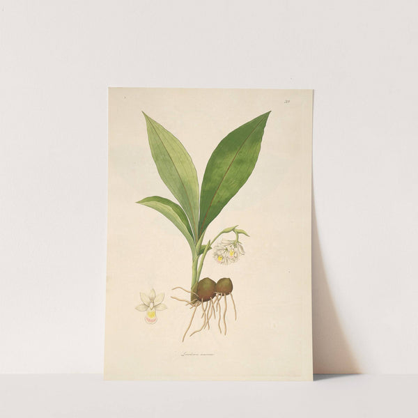 Plants of the coast of Coromandel Pl.039 by William Roxburgh