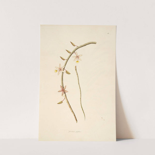 Plants of the coast of Coromandel Pl.041 by William Roxburgh