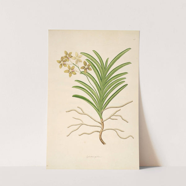 Plants of the coast of Coromandel Pl.042 by William Roxburgh