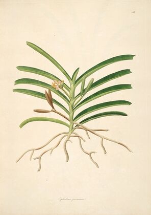 Plants of the coast of Coromandel Pl.043