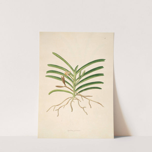 Plants of the coast of Coromandel Pl.043 by William Roxburgh