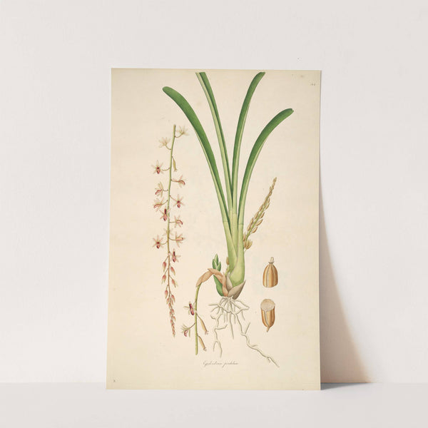 Plants of the coast of Coromandel Pl.044 by William Roxburgh