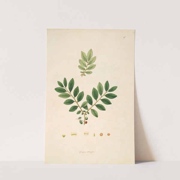 Plants of the coast of Coromandel Pl.049 by William Roxburgh