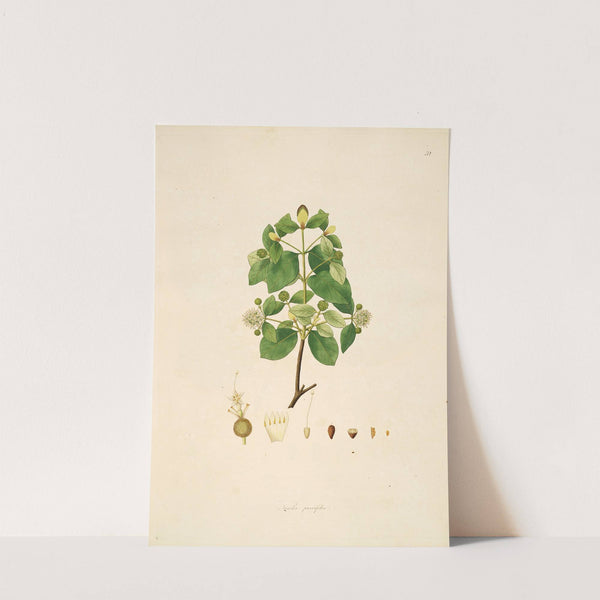 Plants of the coast of Coromandel Pl.052 by William Roxburgh