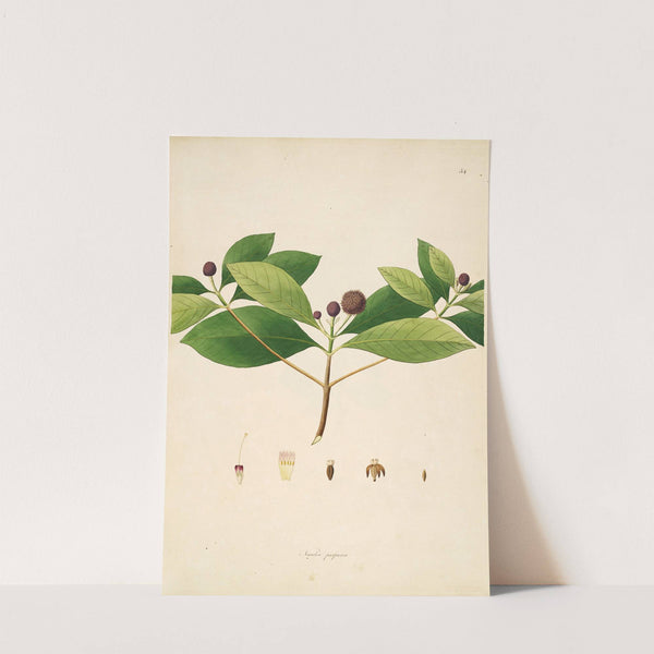 Plants of the coast of Coromandel Pl.054 (1795-1819) by William Roxburgh