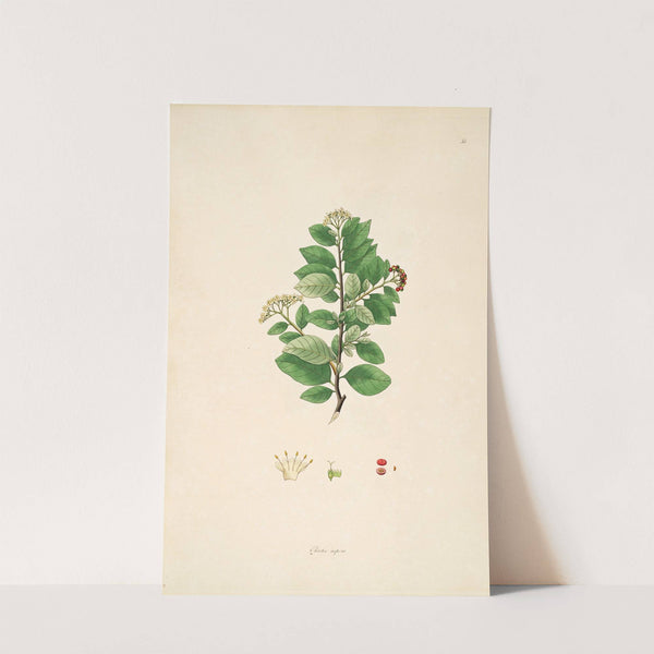 Plants of the coast of Coromandel Pl.055 by William Roxburgh