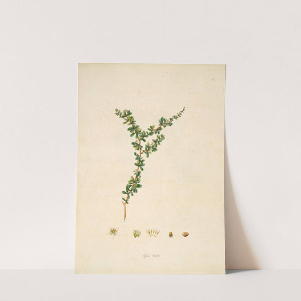 Plants of the coast of Coromandel Pl.057 by William Roxburgh