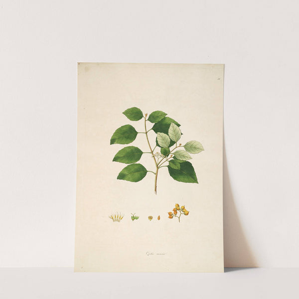 Plants of the coast of Coromandel Pl.058 by William Roxburgh