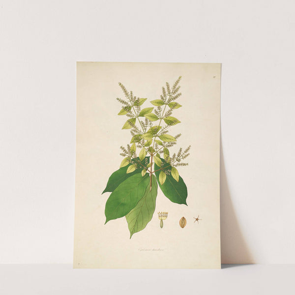 Plants of the coast of Coromandel Pl.059 by William Roxburgh