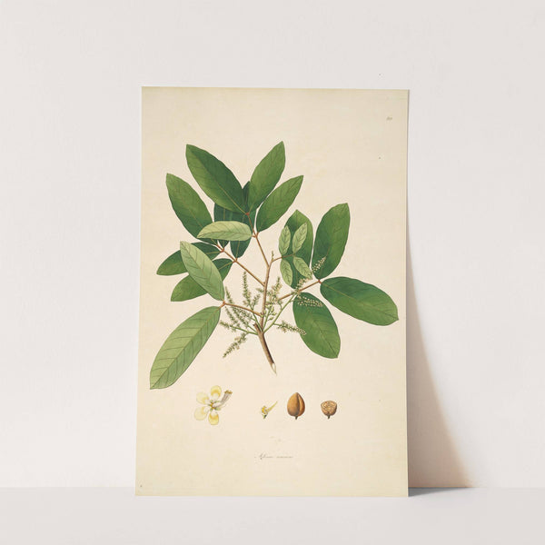 Plants of the coast of Coromandel Pl.060 by William Roxburgh