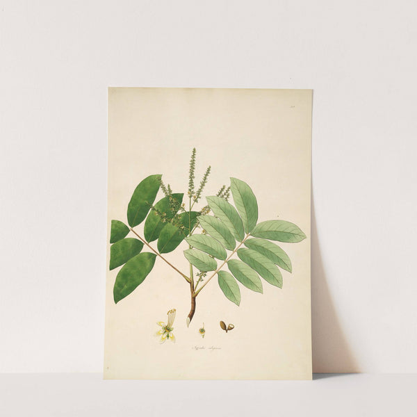 Plants of the coast of Coromandel Pl.062 by William Roxburgh