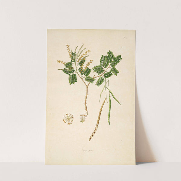 Plants of the coast of Coromandel Pl.063 by William Roxburgh