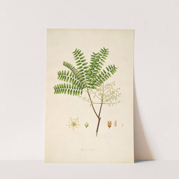 Plants of the coast of Coromandel Pl.064 (1795-1819) by William Roxburgh