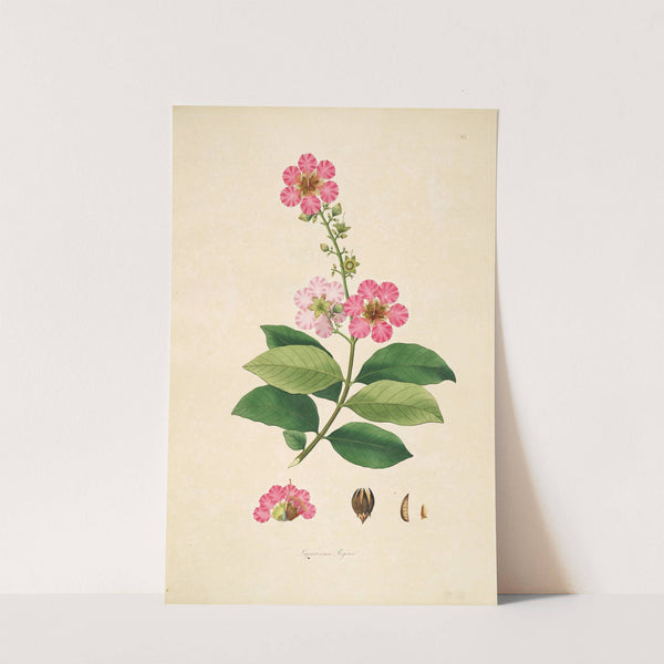 Plants of the coast of Coromandel Pl.065 (1795-1819) by William Roxburgh