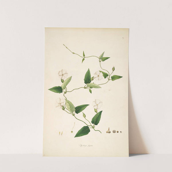 Plants of the coast of Coromandel Pl.067 (1795-1819) by William Roxburgh