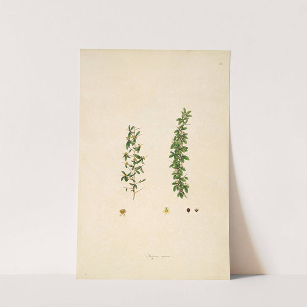 Plants of the coast of Coromandel Pl.068 (1795-1819) by William Roxburgh