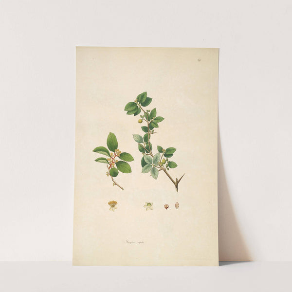 Plants of the coast of Coromandel Pl.069 (1795-1819) by William Roxburgh