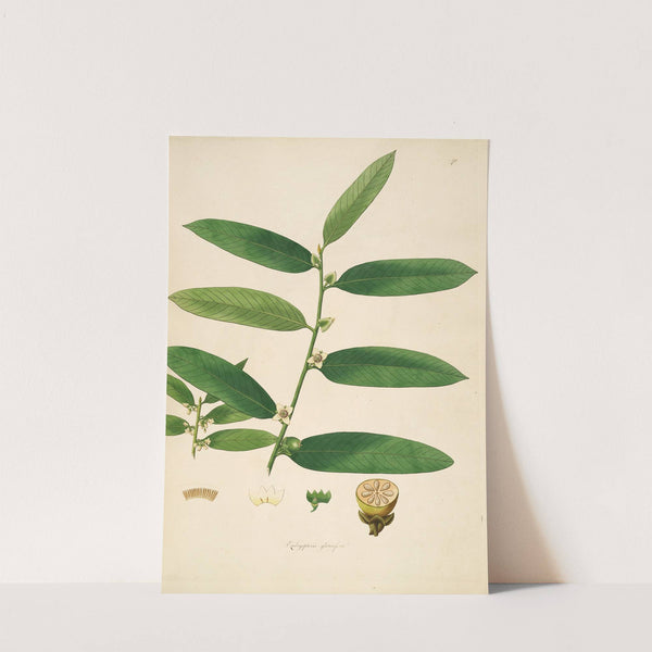 Plants of the coast of Coromandel Pl.070 (1795-1819) by William Roxburgh