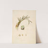 Plants of the coast of Coromandel Pl.071 (1795-1819) by William Roxburgh
