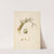 Plants of the coast of Coromandel Pl.071 (1795-1819) by William Roxburgh