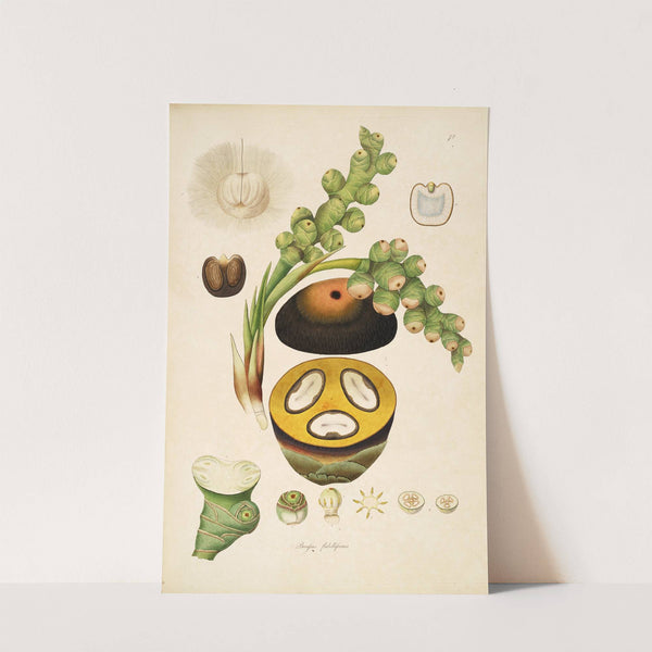 Plants of the coast of Coromandel Pl.072 (1795-1819) by William Roxburgh