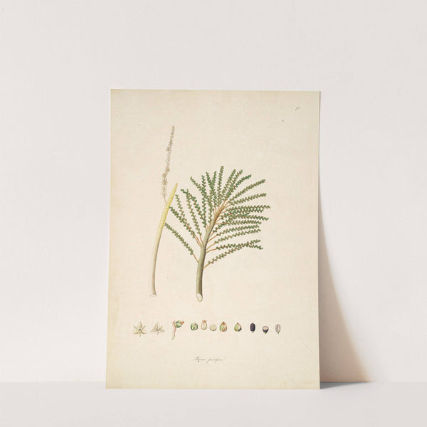 Plants of the coast of Coromandel Pl.074 by William Roxburgh